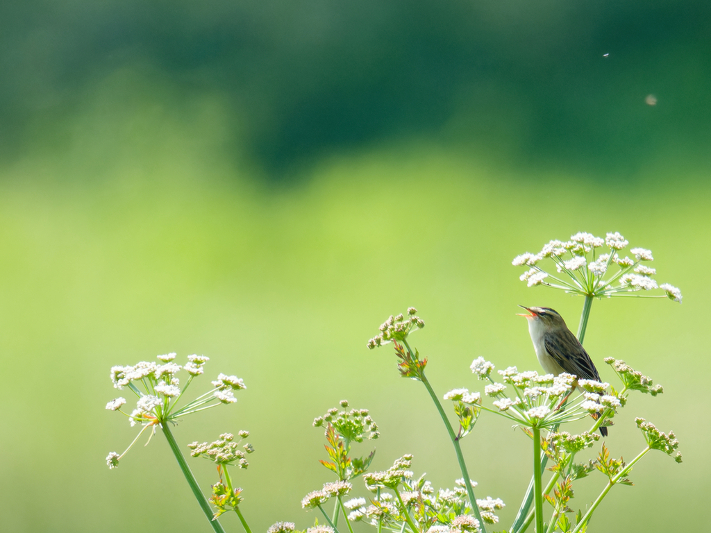 Sedge Warbler